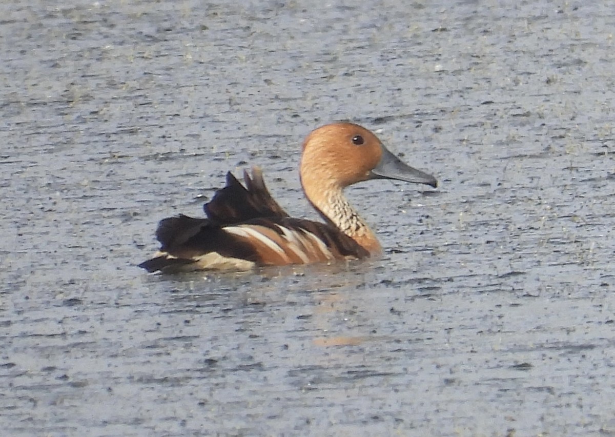 Fulvous Whistling-Duck - ML618294805