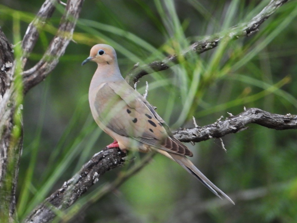 Mourning Dove - Rocío Reybal 🐦