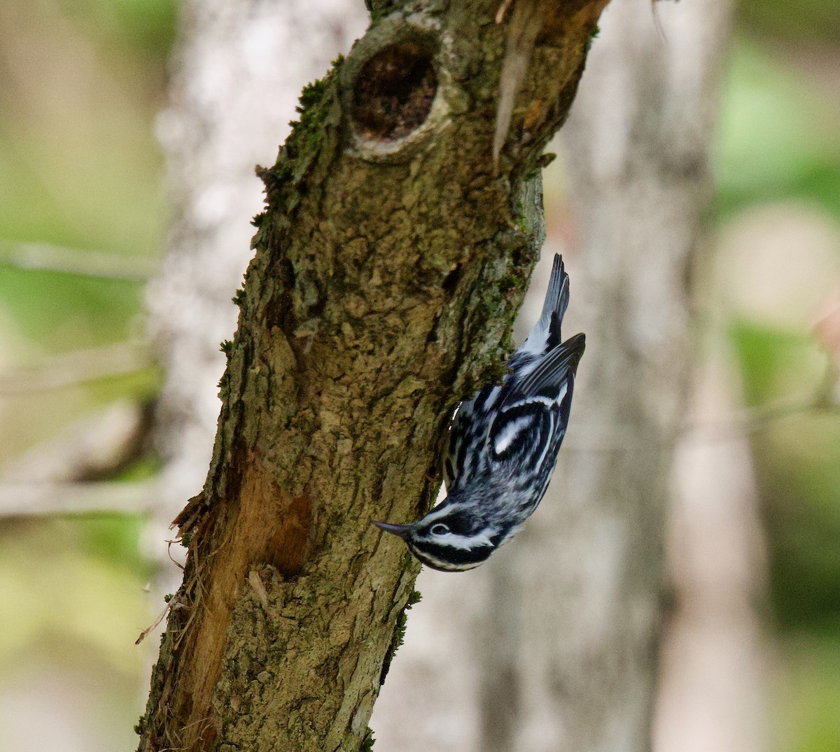 Black-and-white Warbler - Michael Yellin