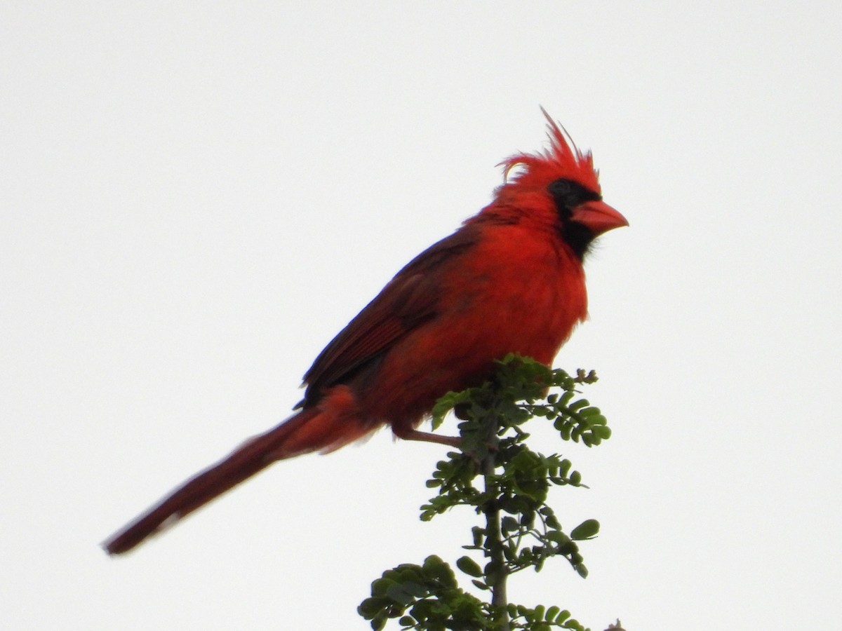 Northern Cardinal - Rocío Reybal 🐦