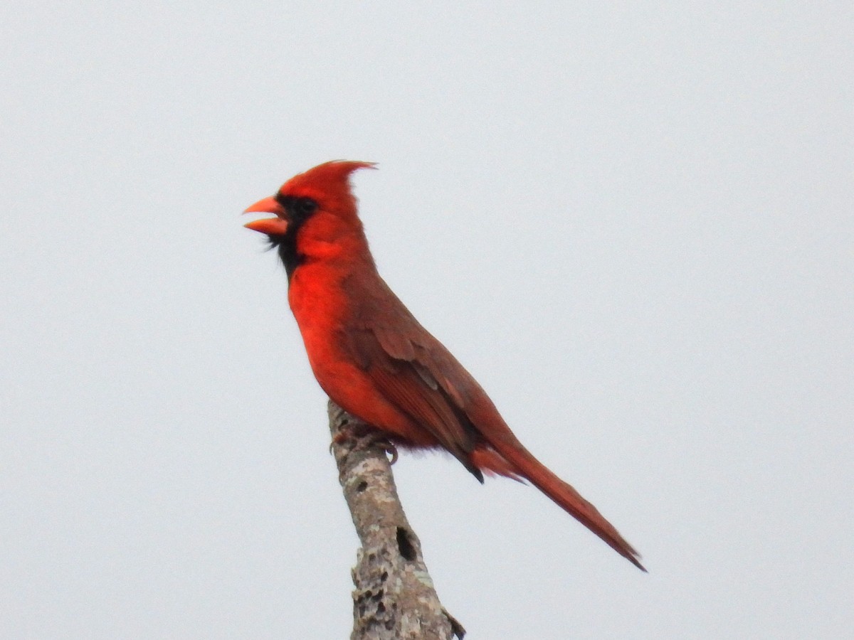 Northern Cardinal - Rocío Reybal 🐦