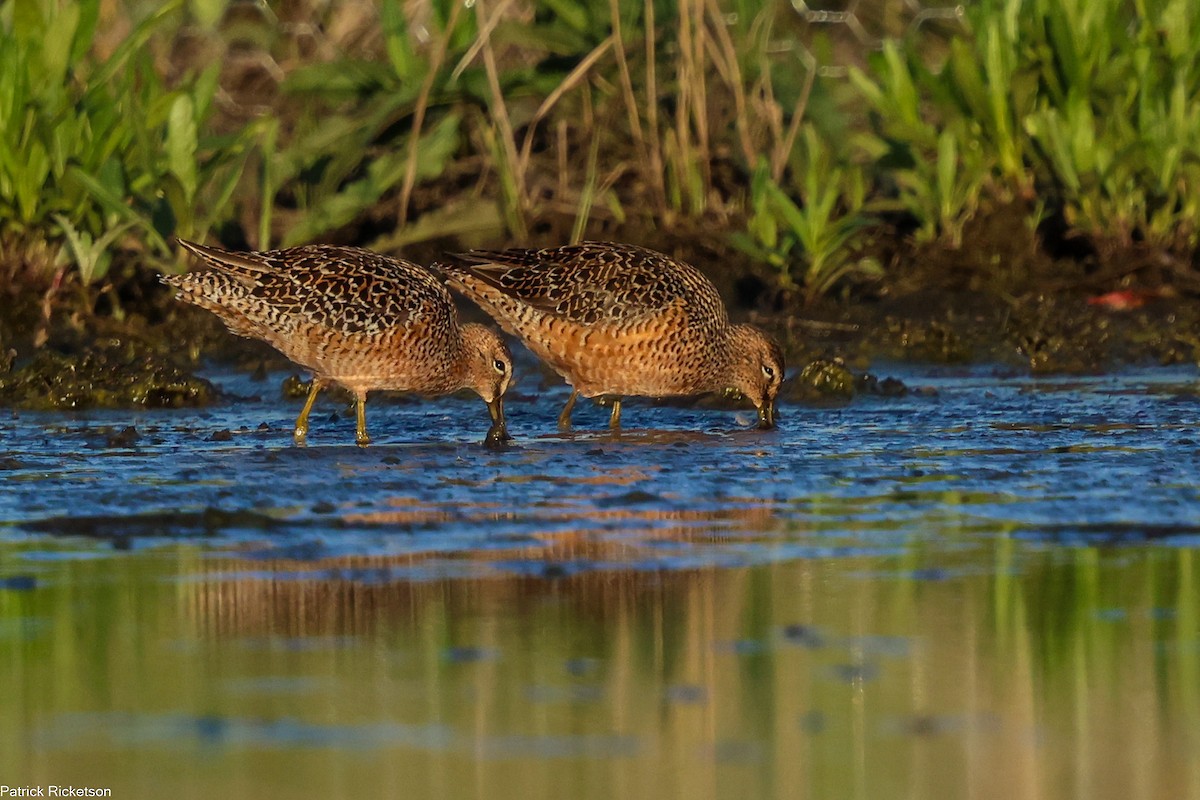 Long-billed Dowitcher - ML618294871