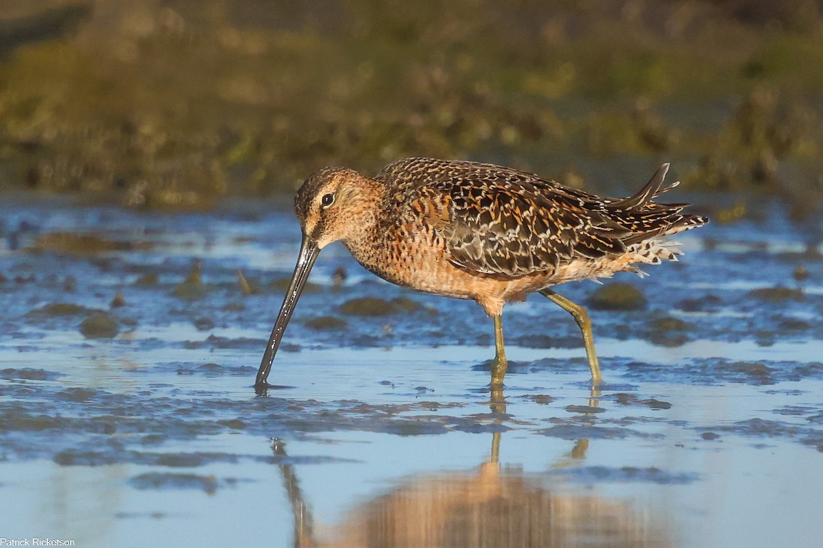Long-billed Dowitcher - ML618294872