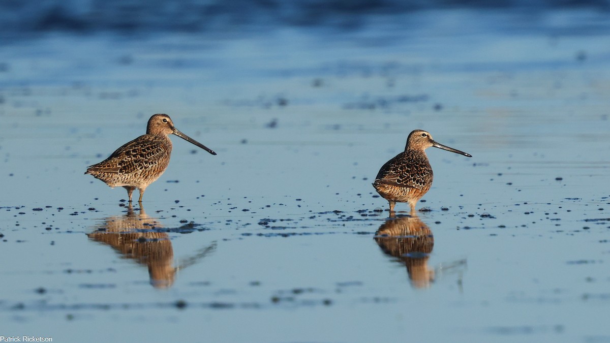 Long-billed Dowitcher - ML618294874
