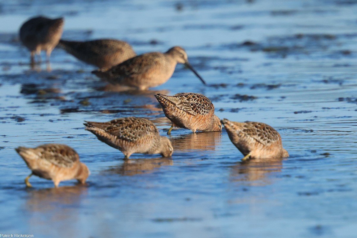 Long-billed Dowitcher - ML618294875