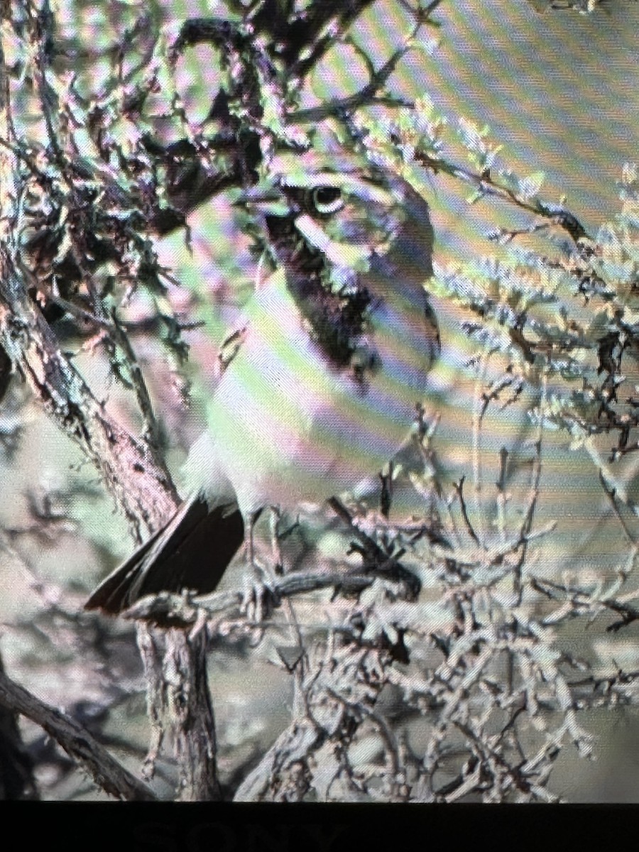 Black-throated Sparrow - Gak Stonn