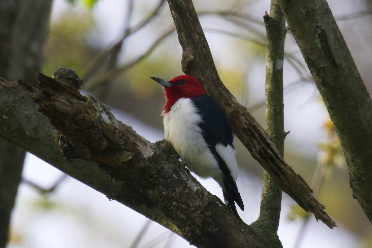 Red-headed Woodpecker - Steve Luke