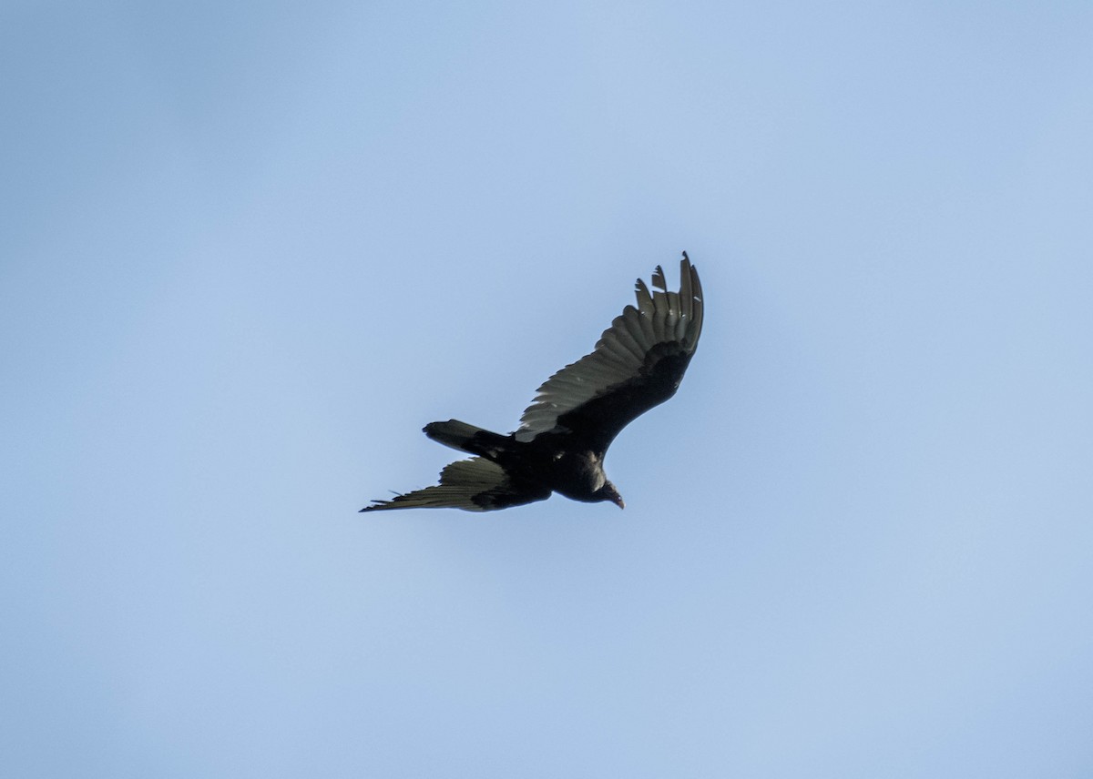 Turkey Vulture - ML618294918