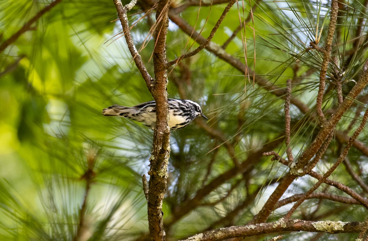 Black-and-white Warbler - ML618294966