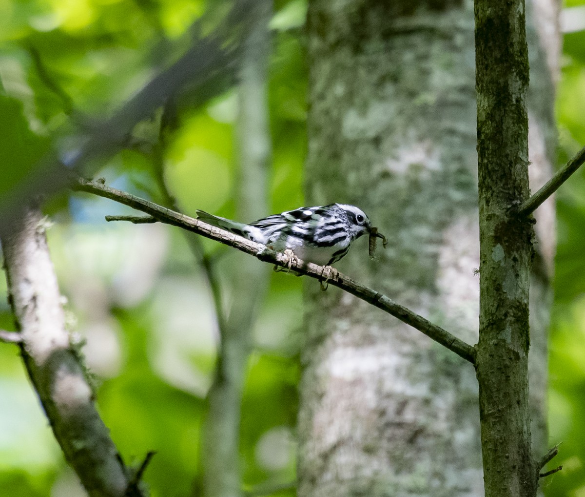 Black-and-white Warbler - ML618294967