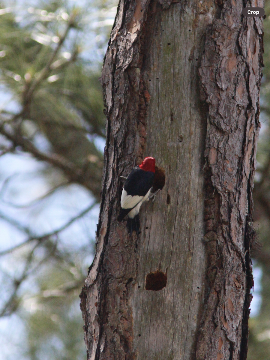 Red-headed Woodpecker - William Flatau