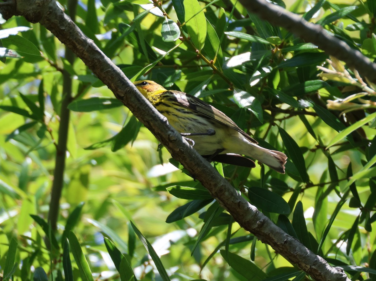 Cape May Warbler - ML618294990