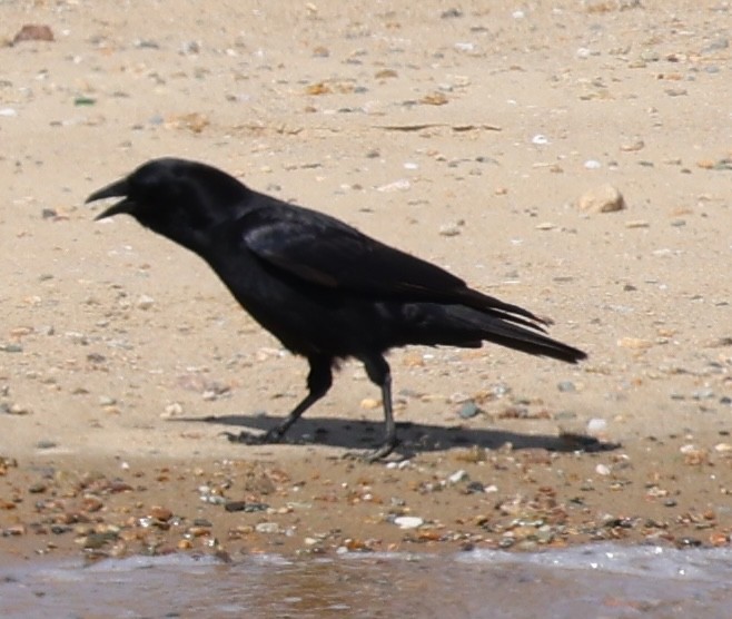 American Crow - burton balkind