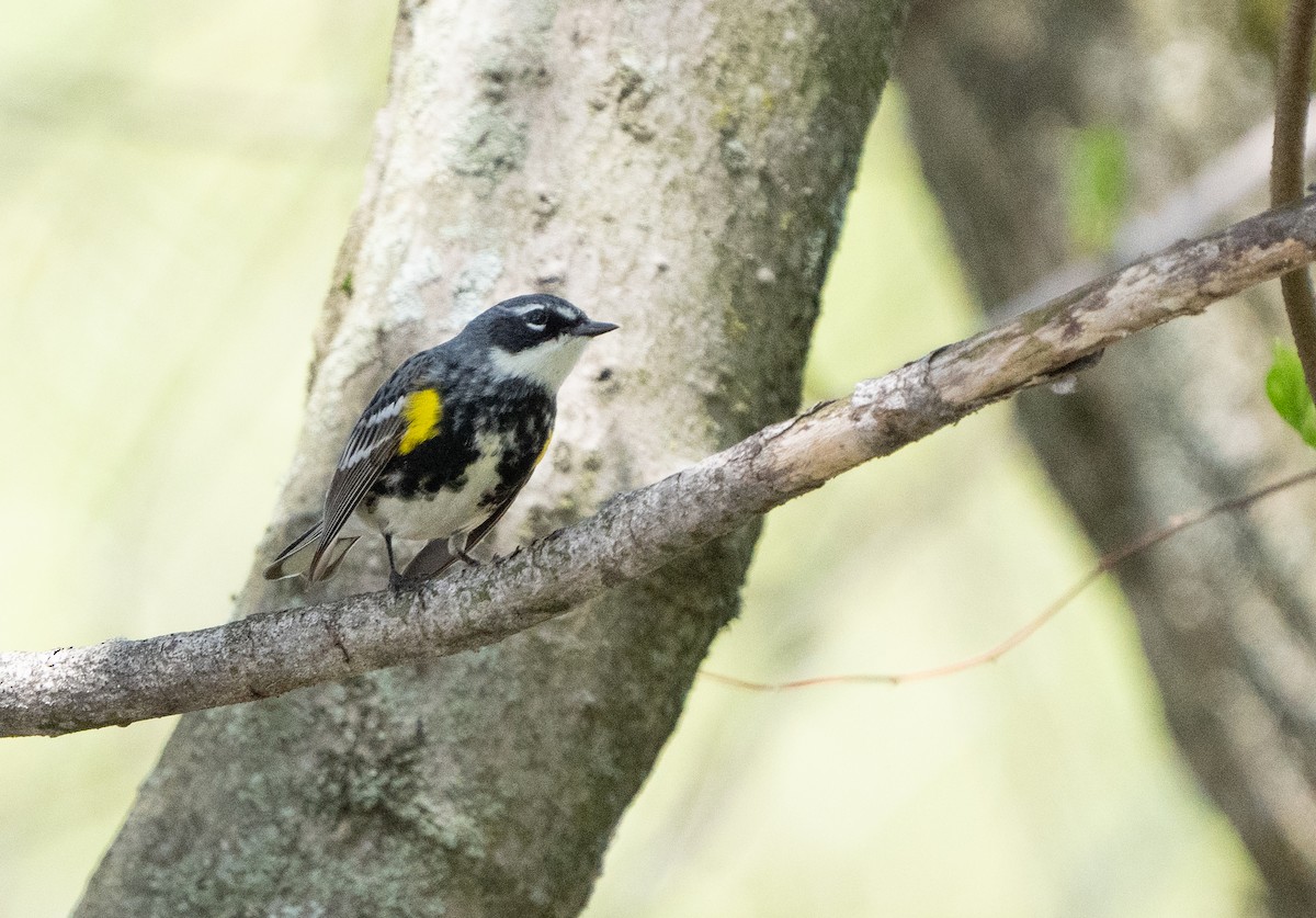 Yellow-rumped Warbler - Abby Sesselberg