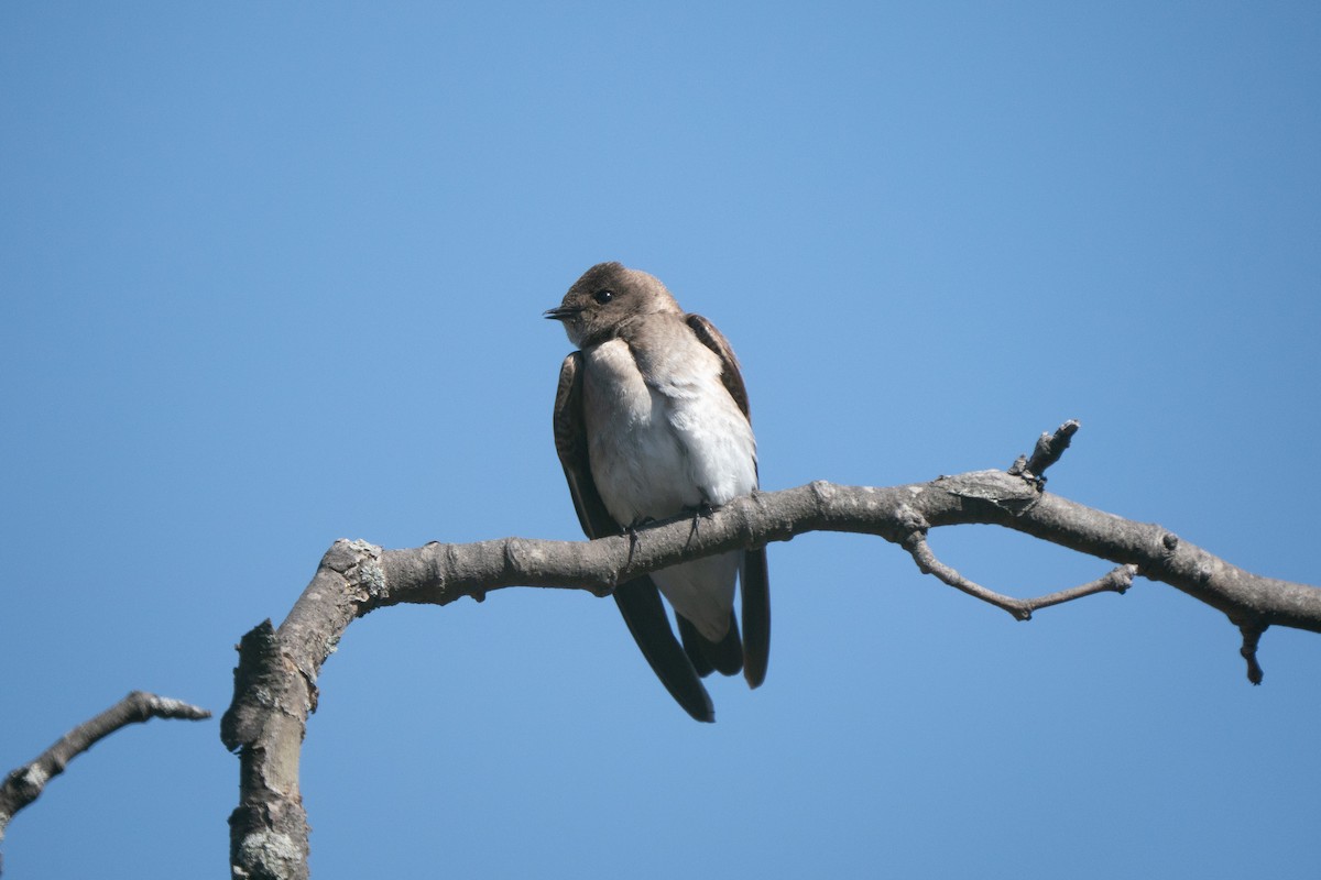 Northern Rough-winged Swallow - ML618295027