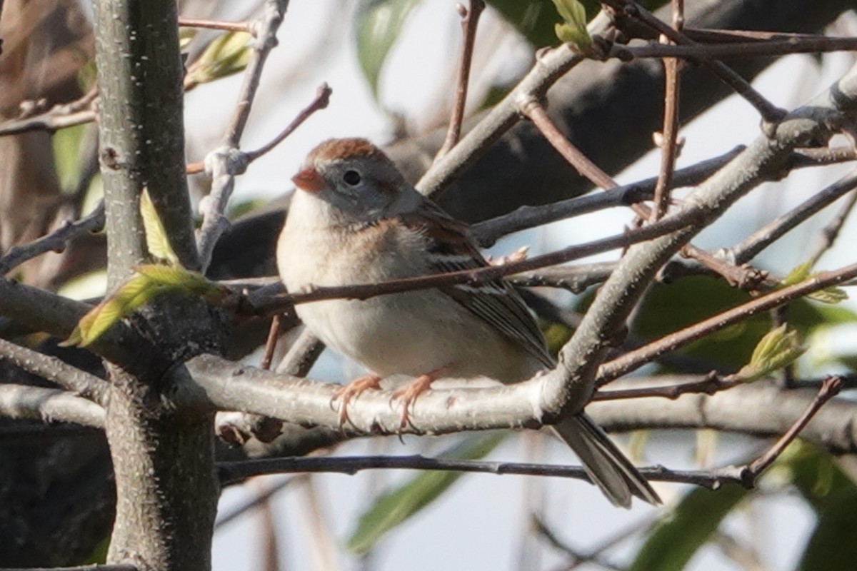 Field Sparrow - ML618295034