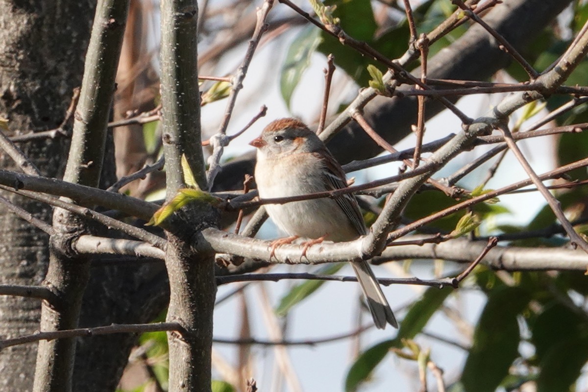 Field Sparrow - ML618295036