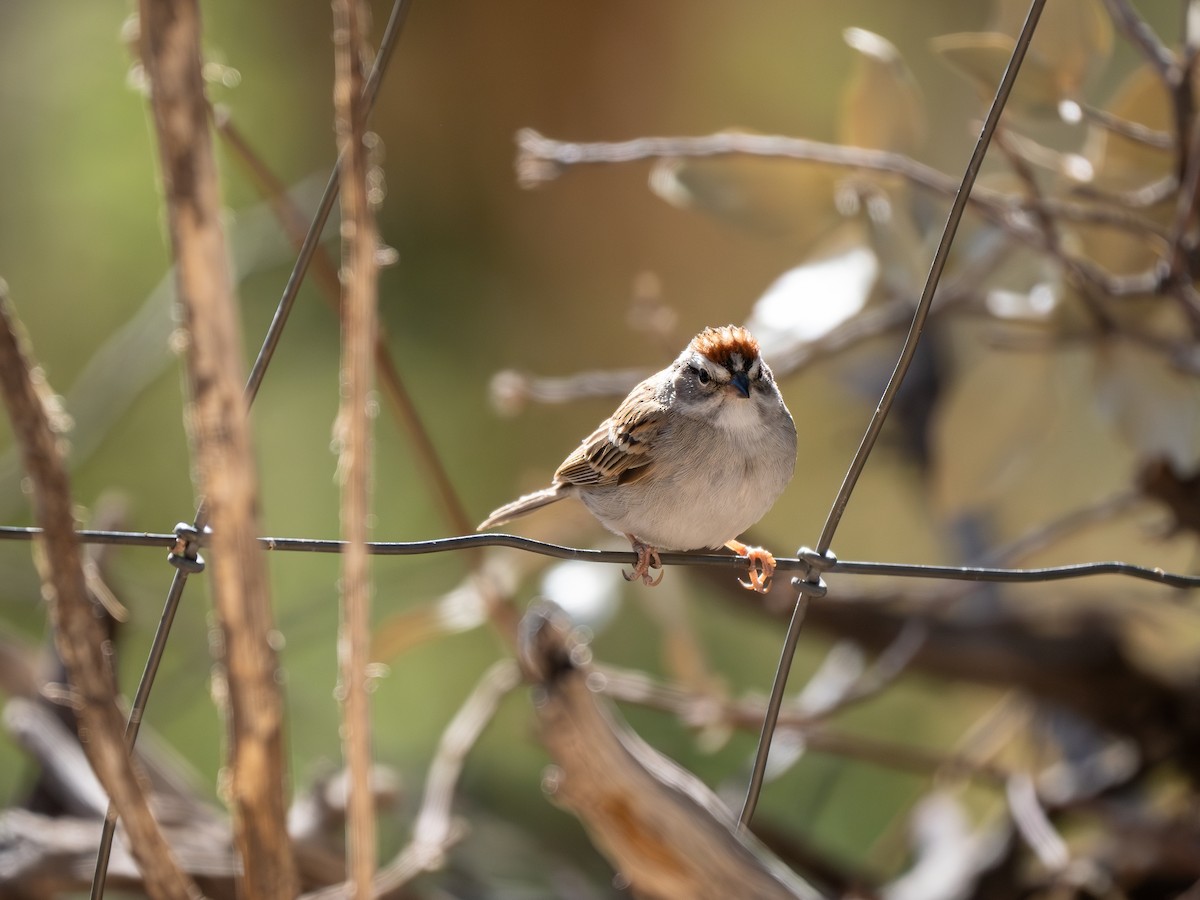 Chipping Sparrow - ML618295053