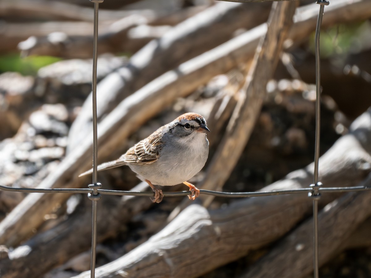 Chipping Sparrow - ML618295054
