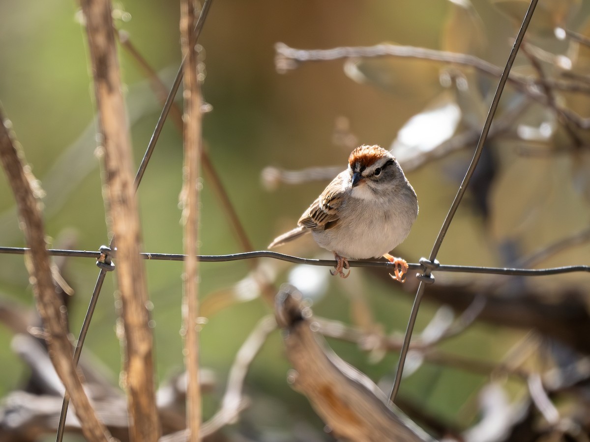 Chipping Sparrow - ML618295055