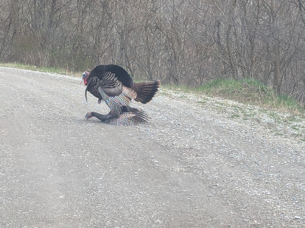 Wild Turkey - Indiana Atlasers