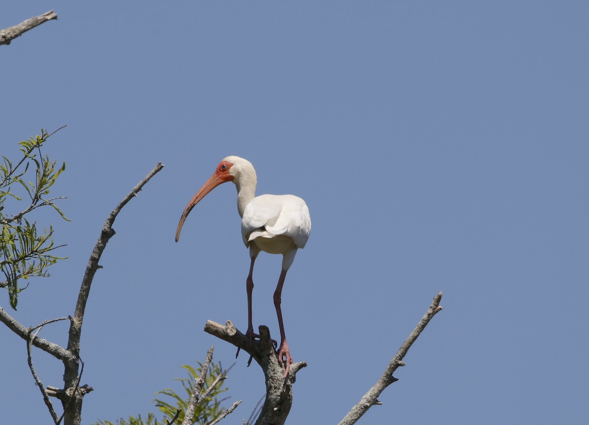 ibis bílý - ML618295084