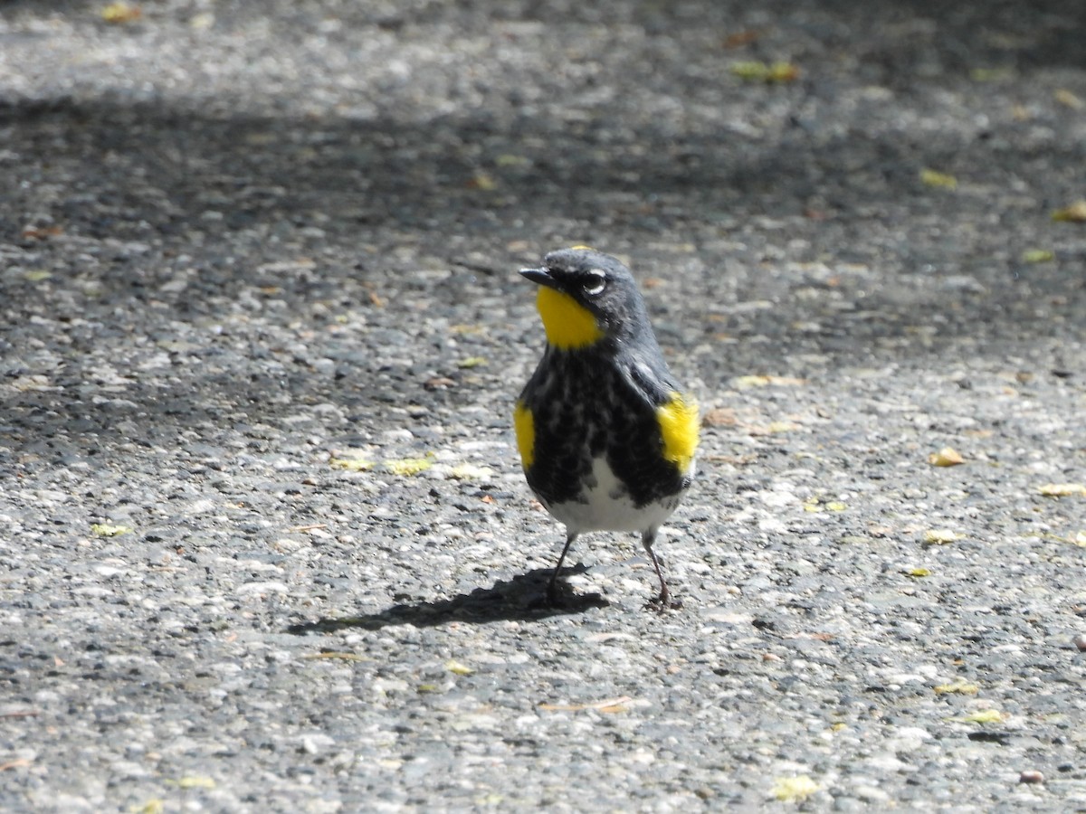 Yellow-rumped Warbler (Audubon's) - ML618295088