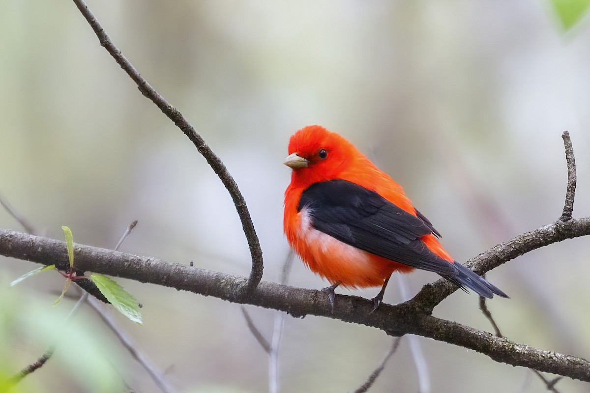 Scarlet Tanager - ML618295099