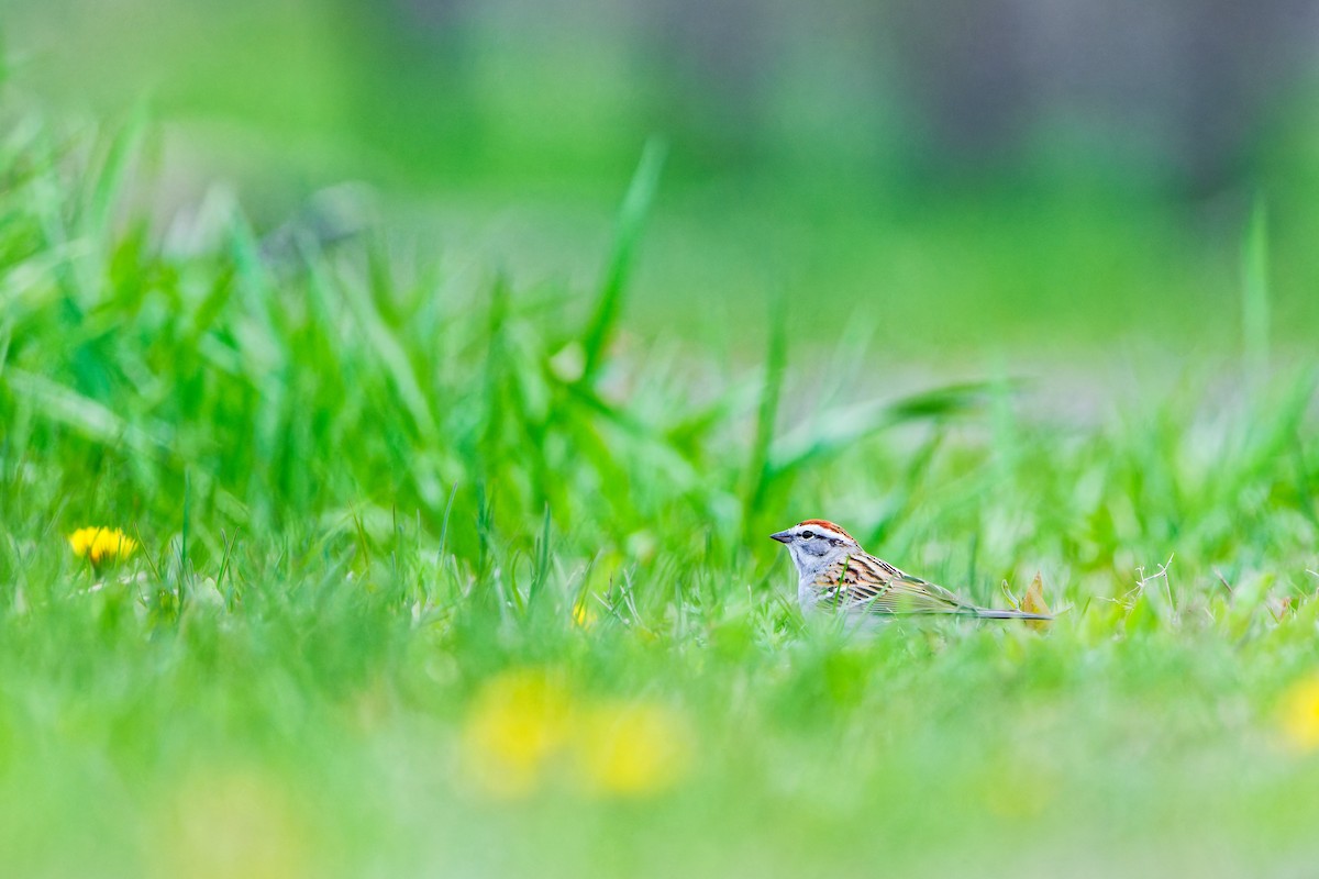 Chipping Sparrow - ML618295100