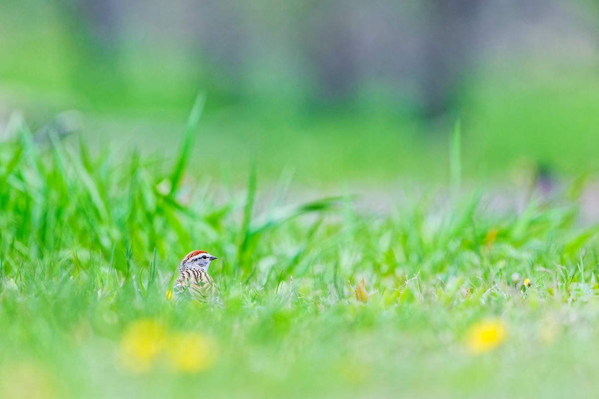 Chipping Sparrow - ML618295101