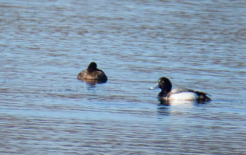 Greater Scaup - ML618295103