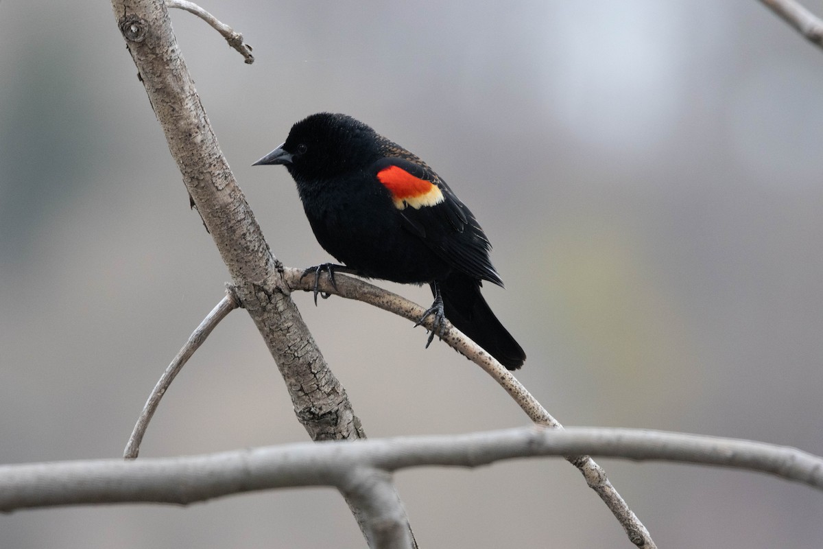 Red-winged Blackbird - Alex Brent