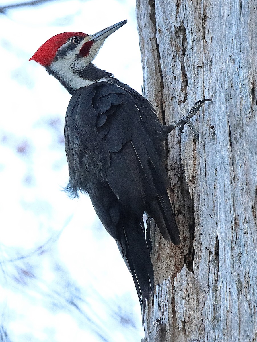Pileated Woodpecker - Brian Cox