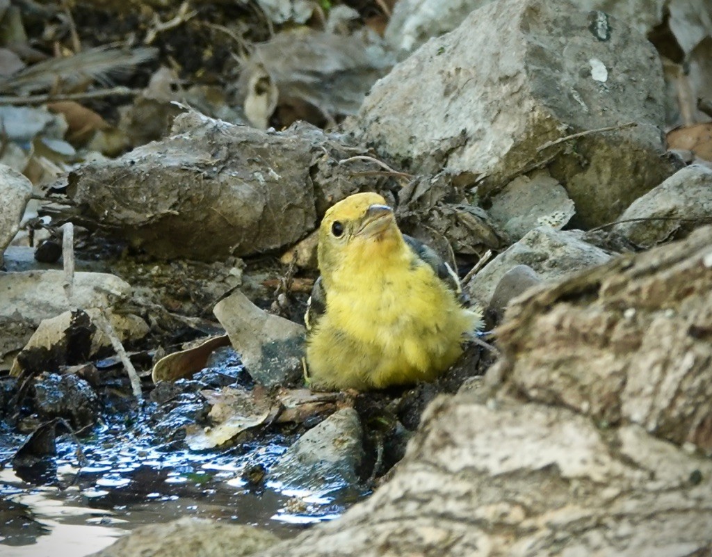 Western Tanager - ML618295194