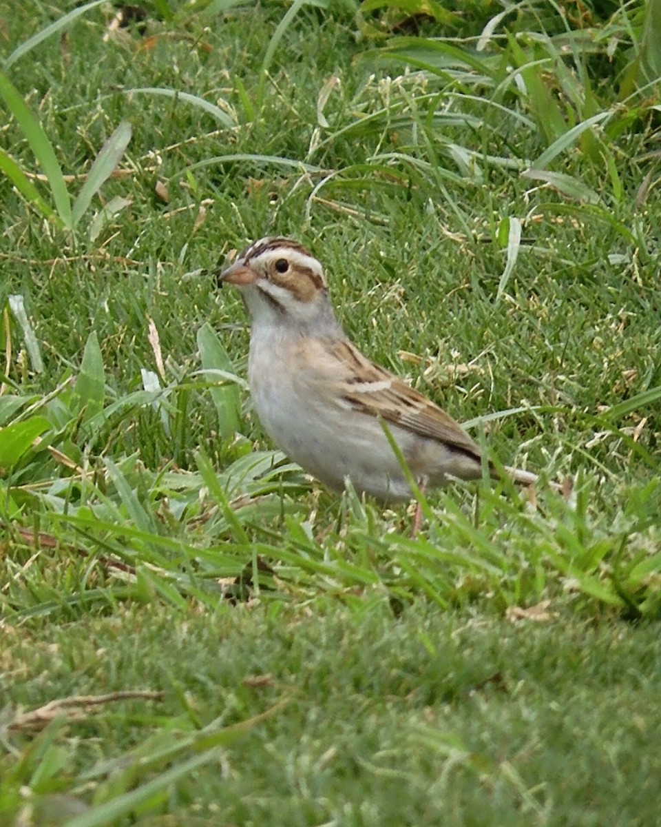 Clay-colored Sparrow - ML618295199