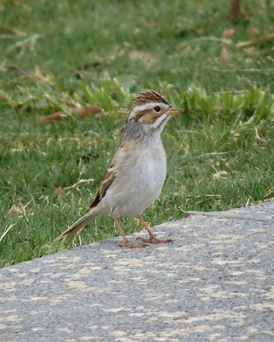 Clay-colored Sparrow - Gaby Serrano