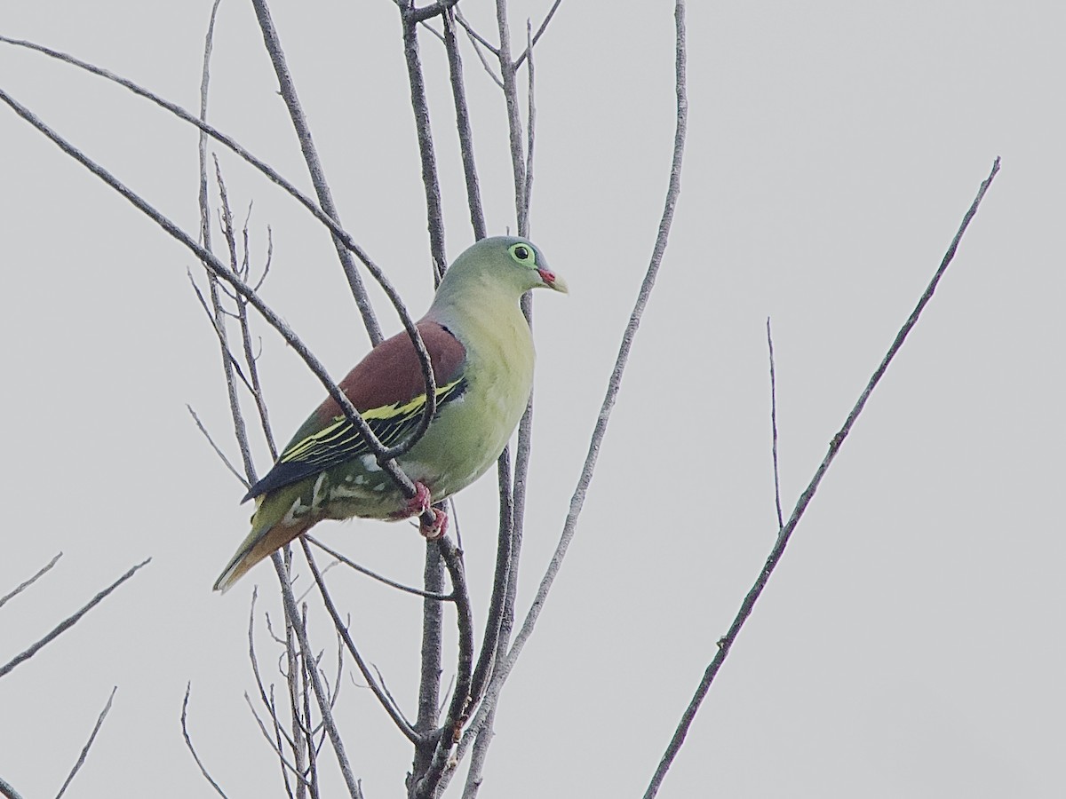 Thick-billed Green-Pigeon - ML618295222