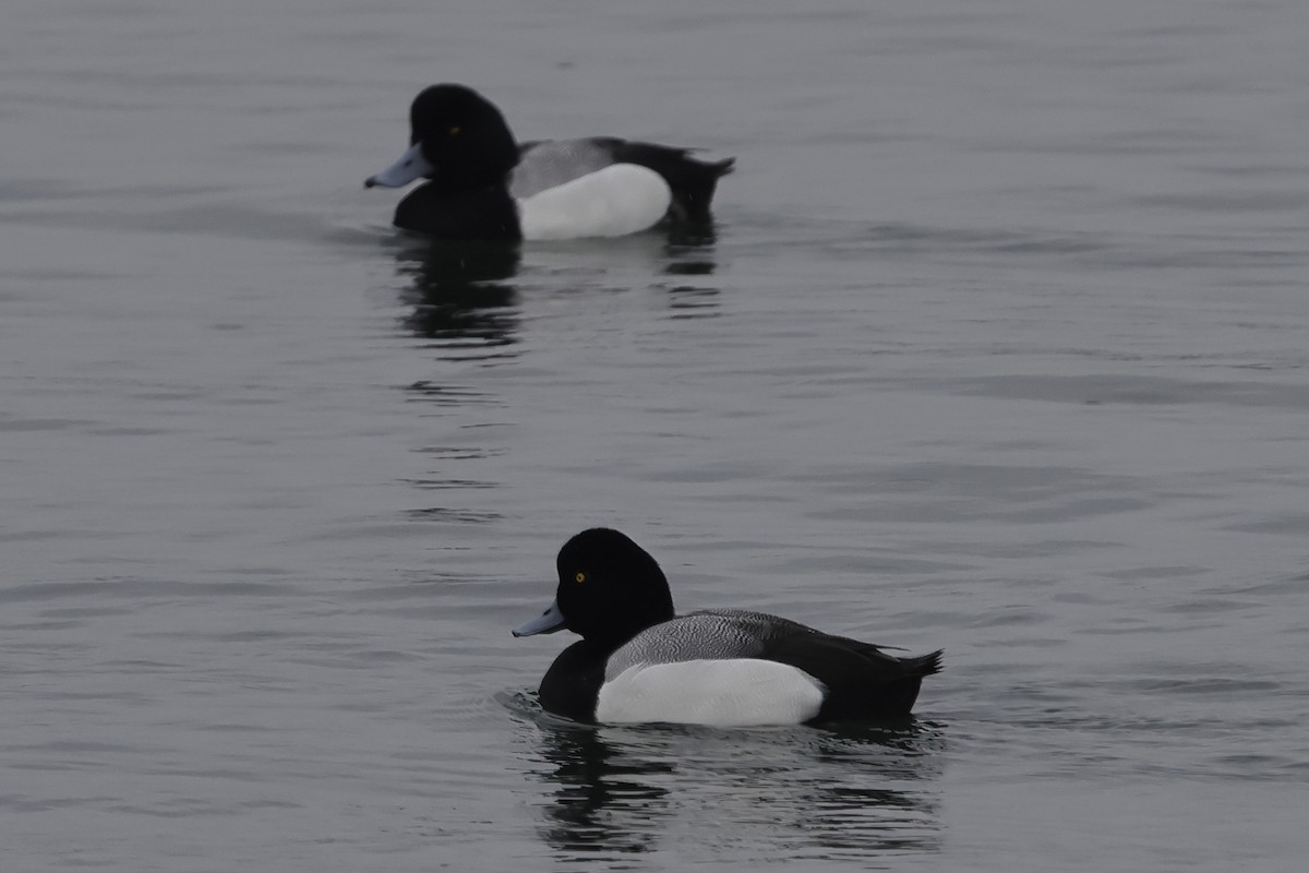 Greater Scaup - ML618295239