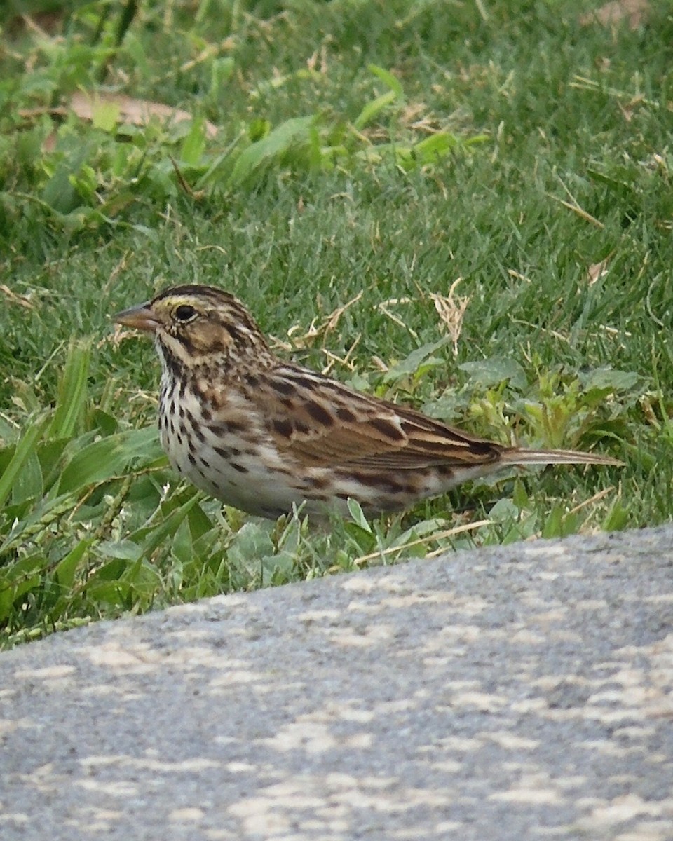 Savannah Sparrow - ML618295245