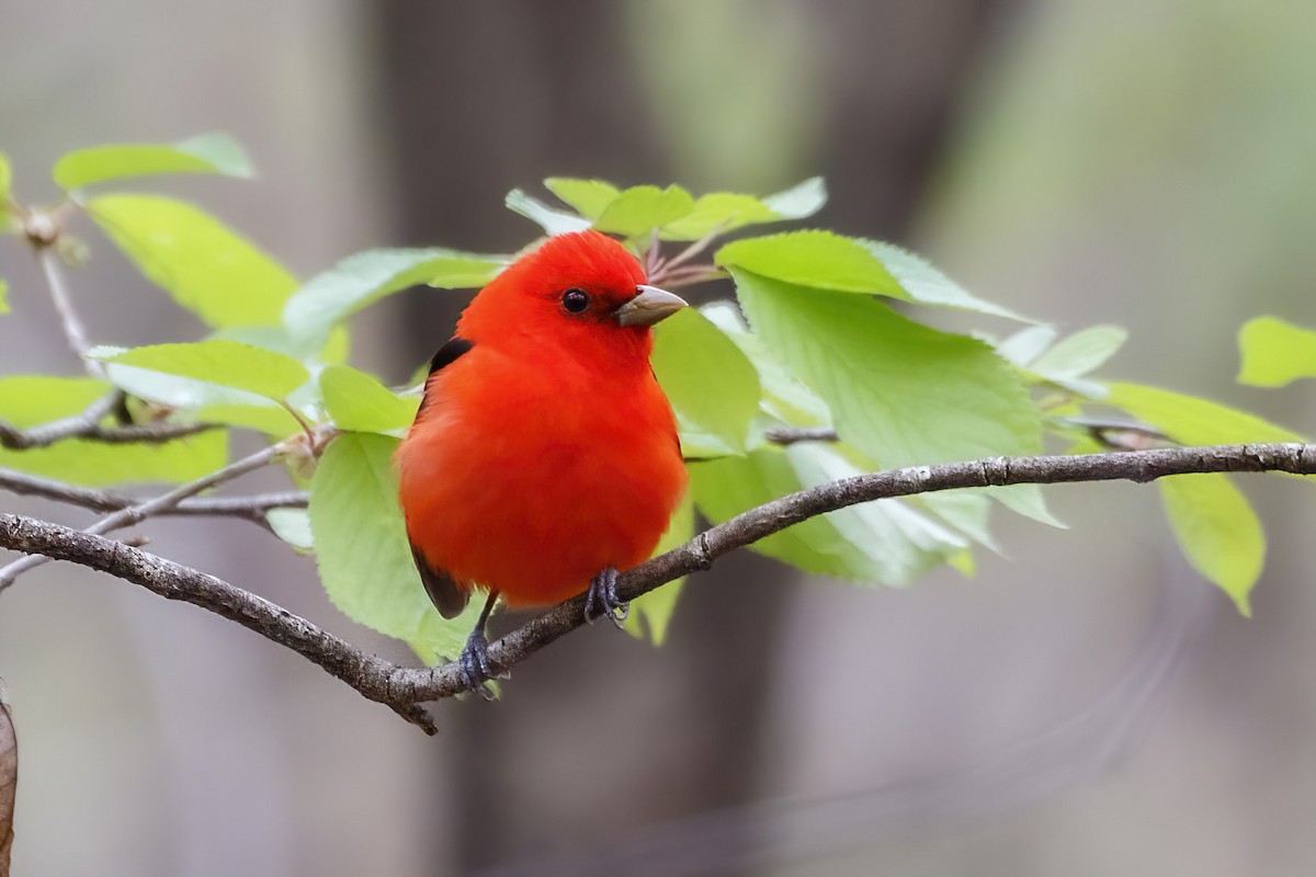 Scarlet Tanager - ML618295246