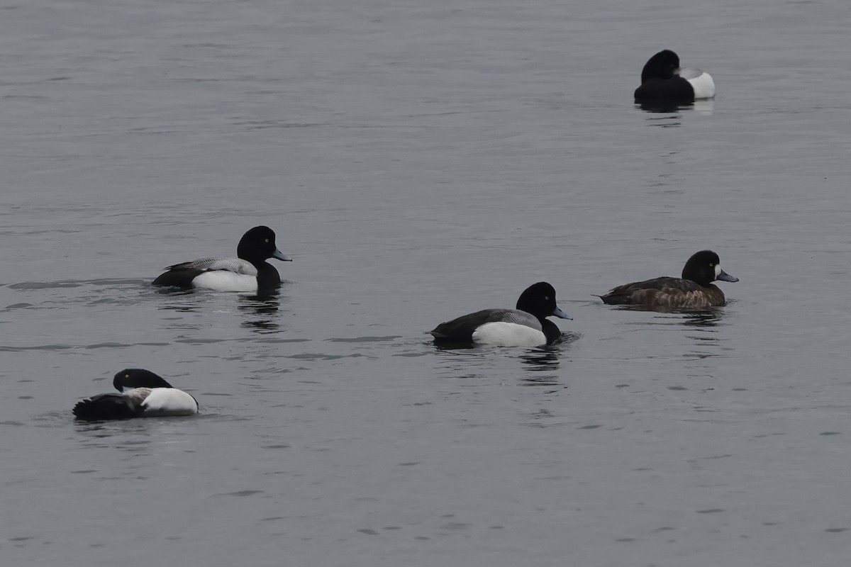 Greater Scaup - ML618295254