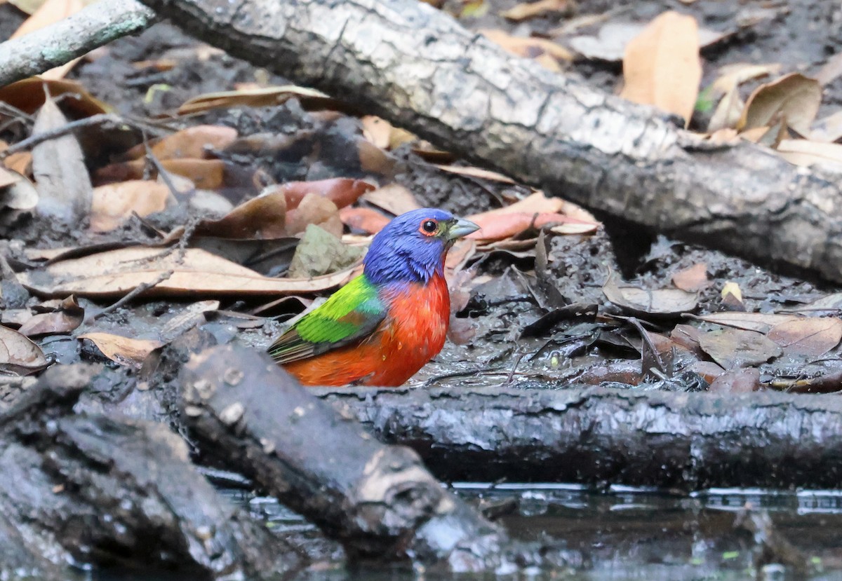 Painted Bunting - ML618295280