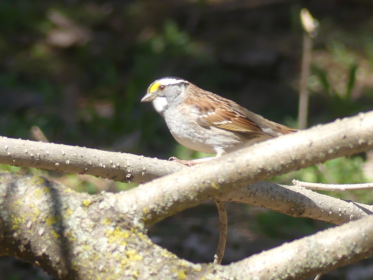 White-throated Sparrow - Claude Simard