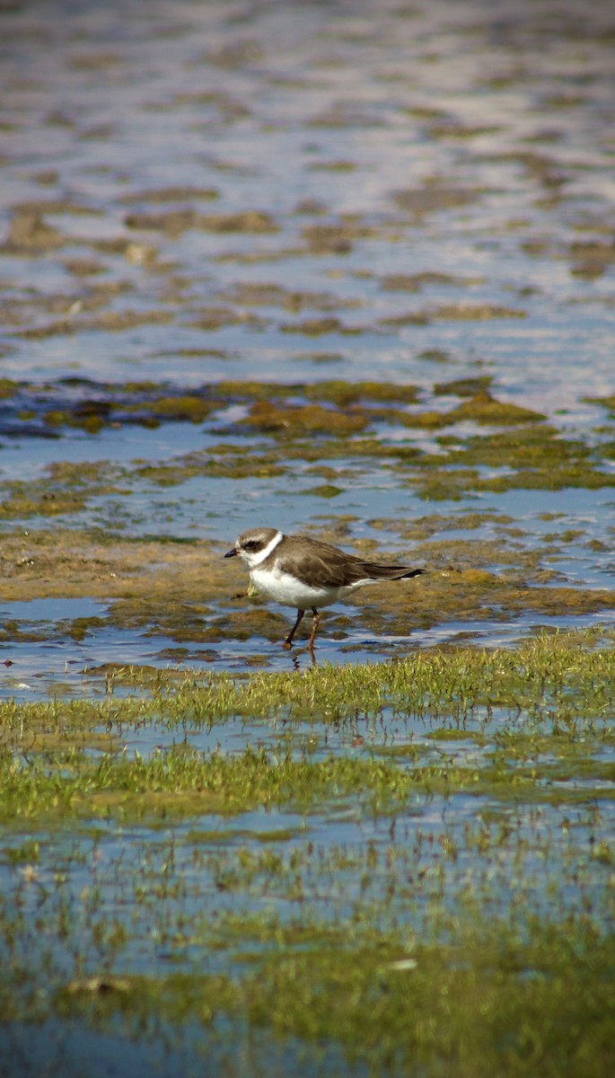Semipalmated Plover - Lily Plaza