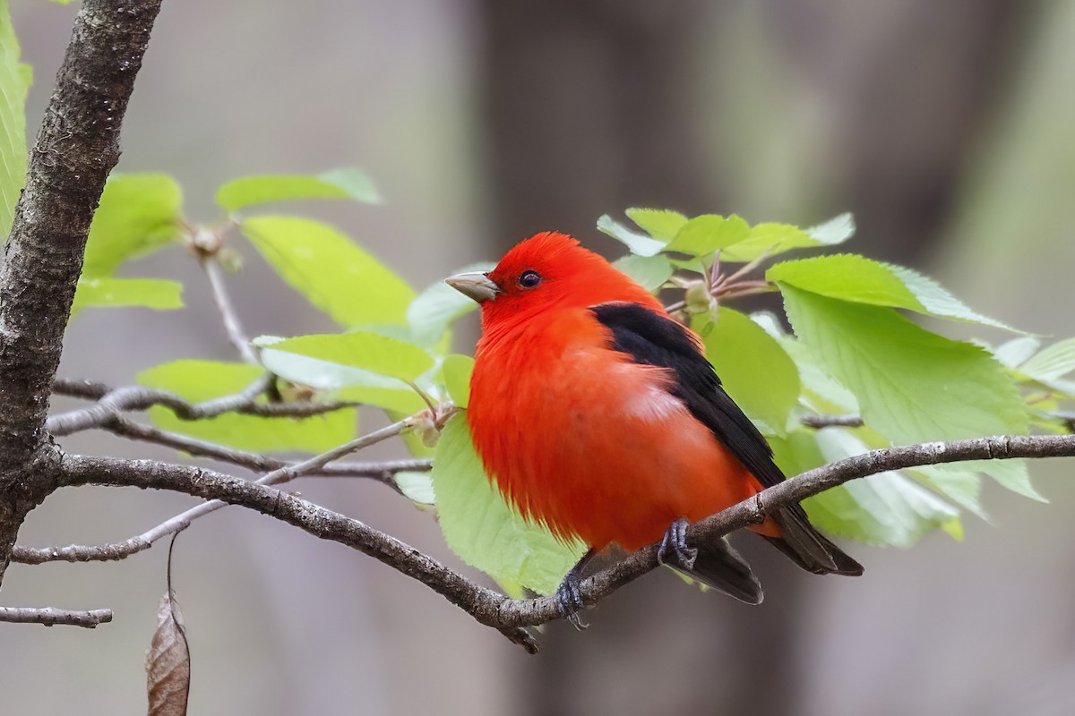 Scarlet Tanager - ML618295321