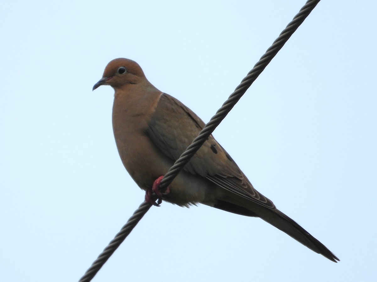 Mourning Dove - Rocío Reybal 🐦
