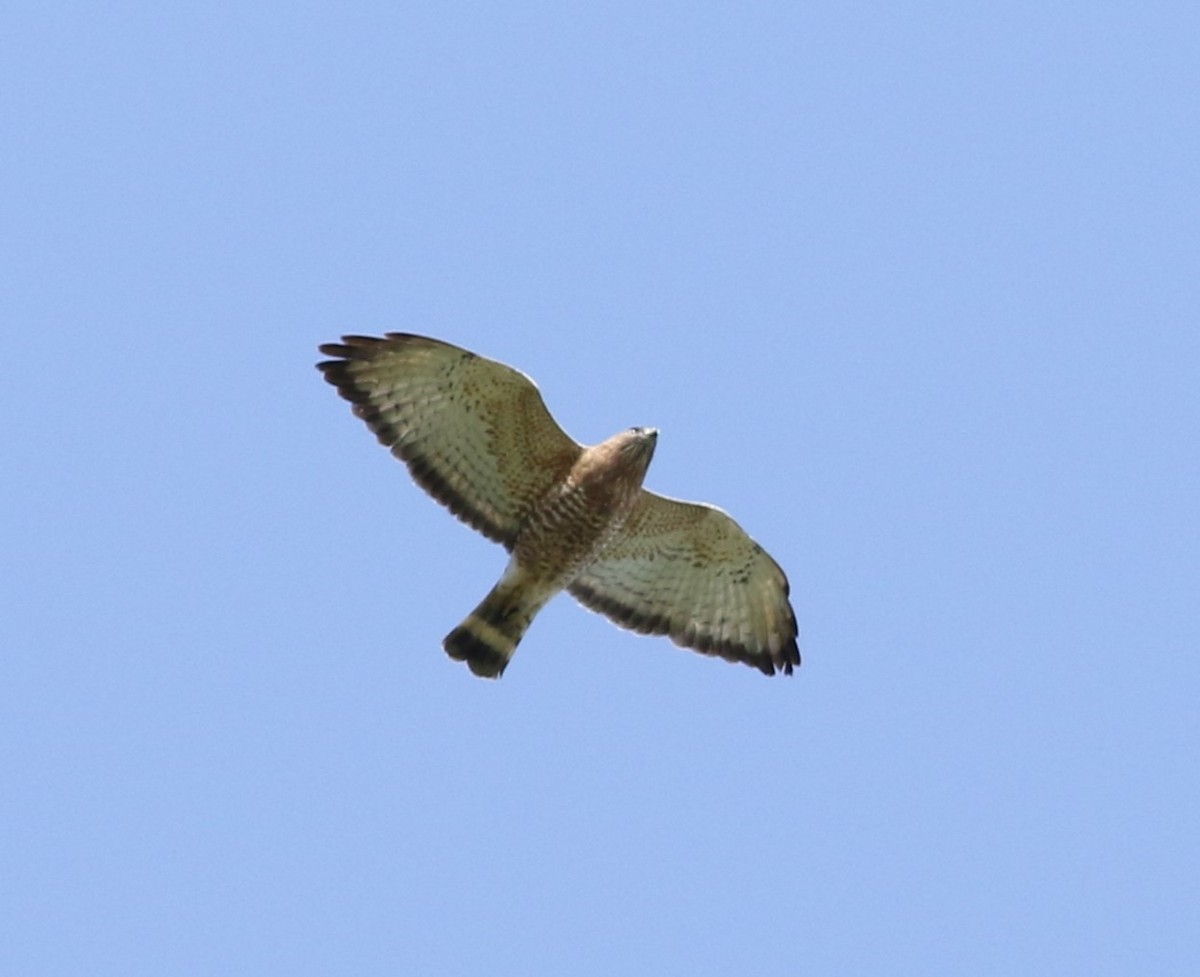Broad-winged Hawk - ML618295371