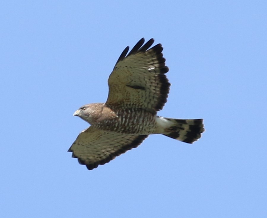 Broad-winged Hawk - ML618295372