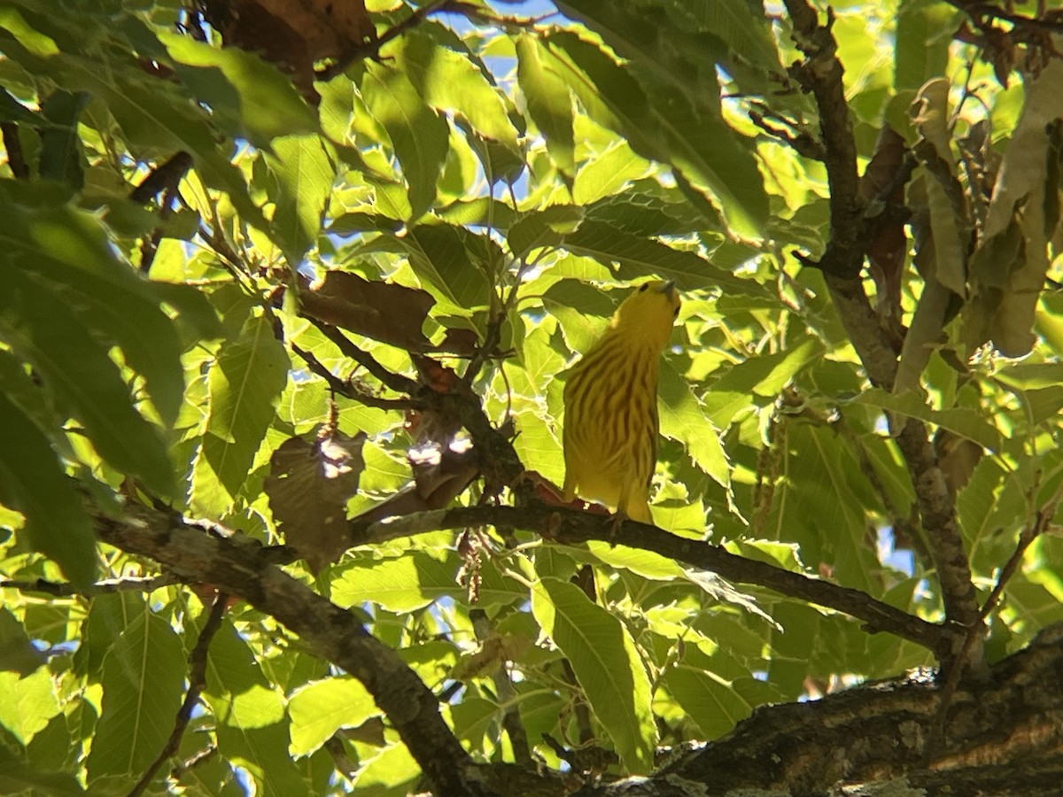 Yellow Warbler - ML618295382