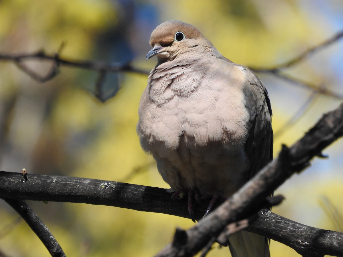 Mourning Dove - Dave HH